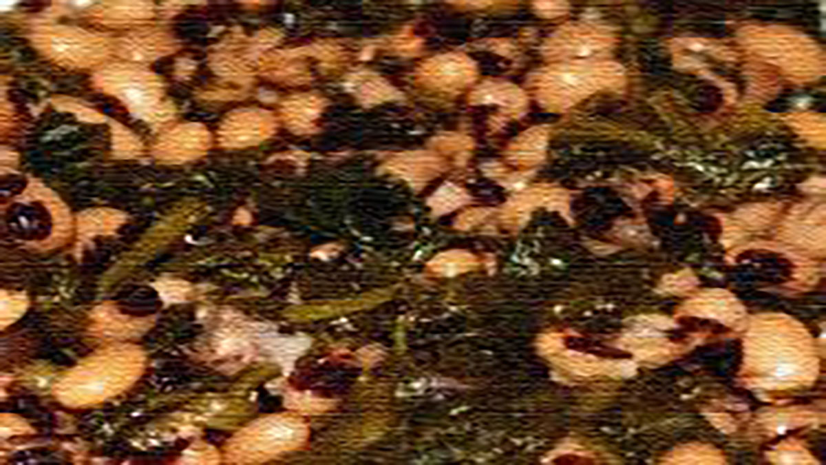 Μαυρολάχανα με φασούλια: γνήσια ποντιακή συνταγή για όλους